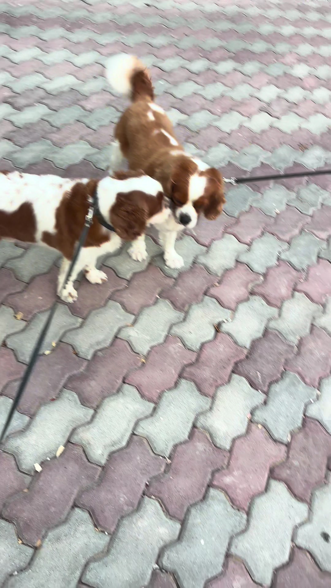 @TikTok4Fun