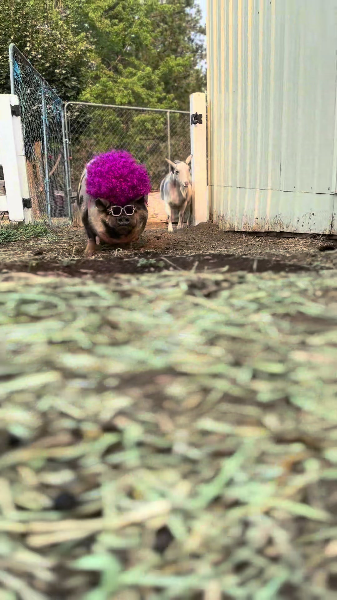 @thewinstonthepig