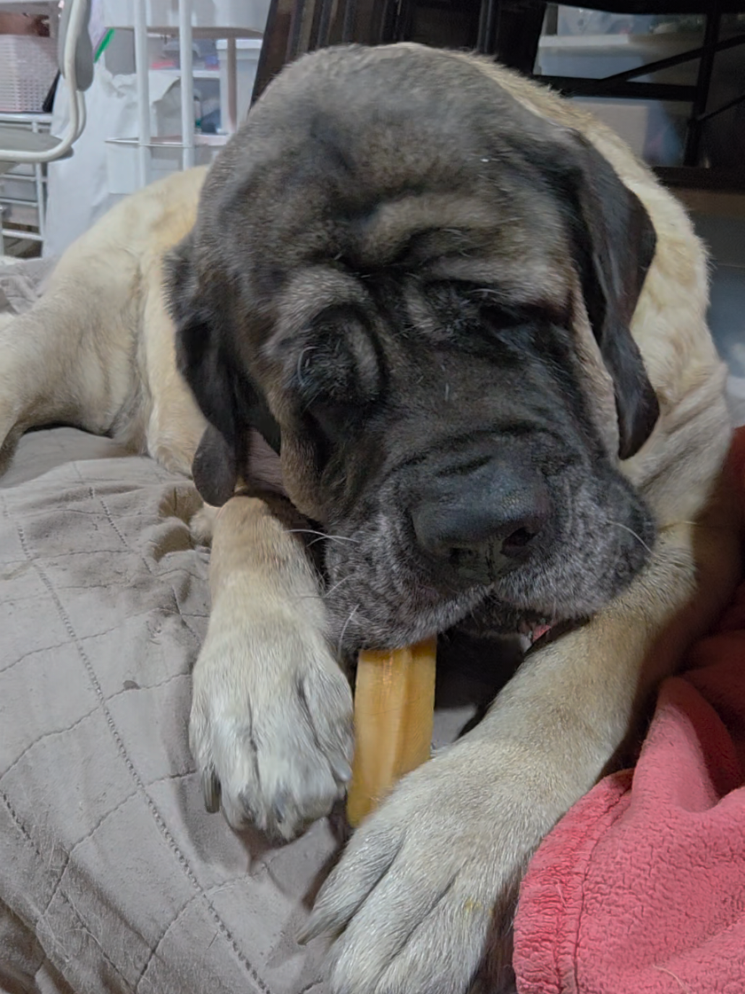 @Maple Mastiffs
