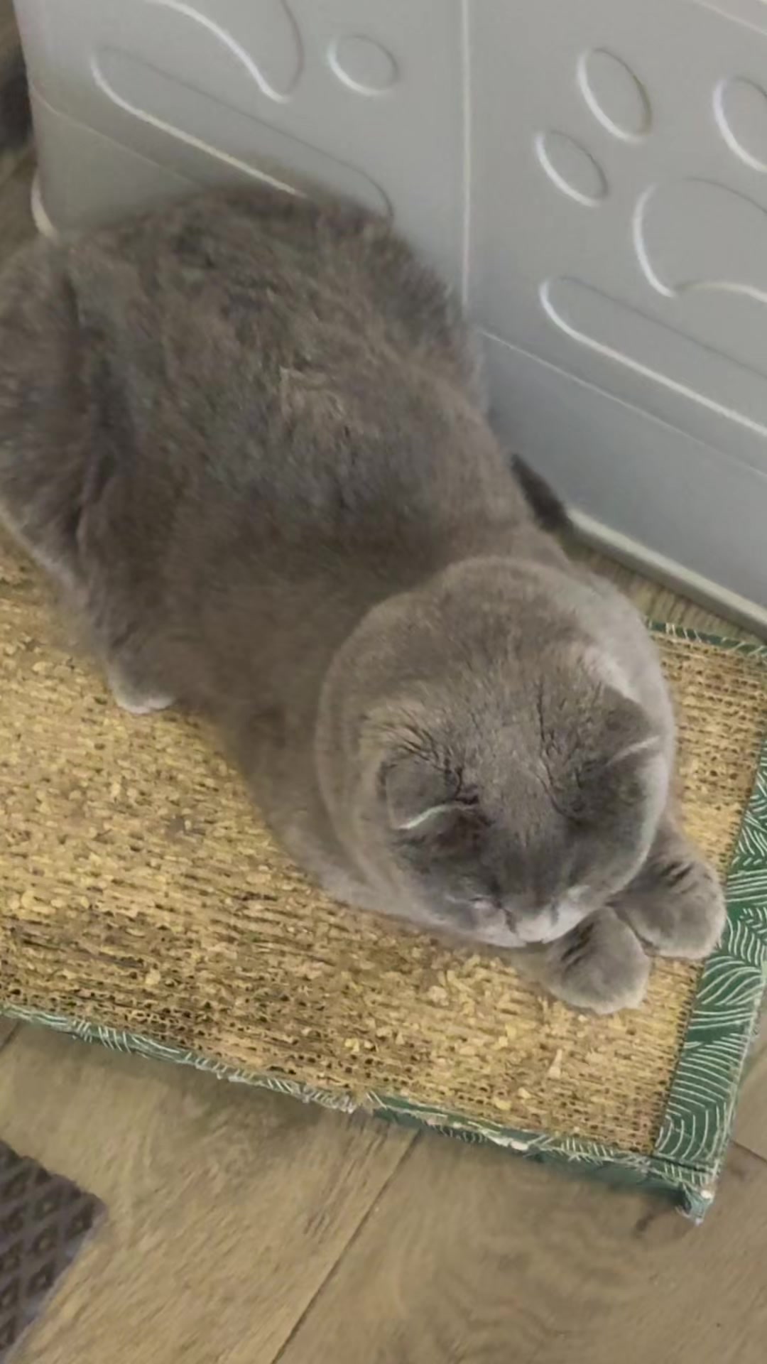 @эва кабанчик