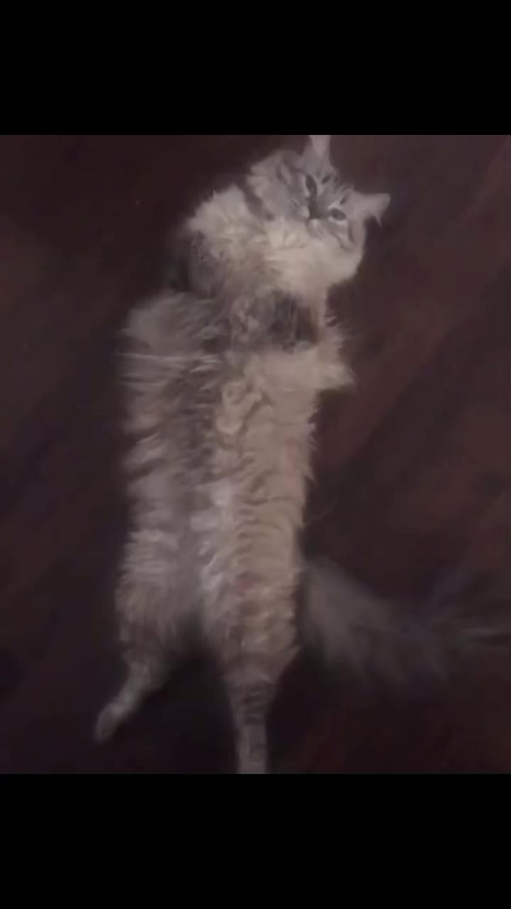 @Brock Meowsnar