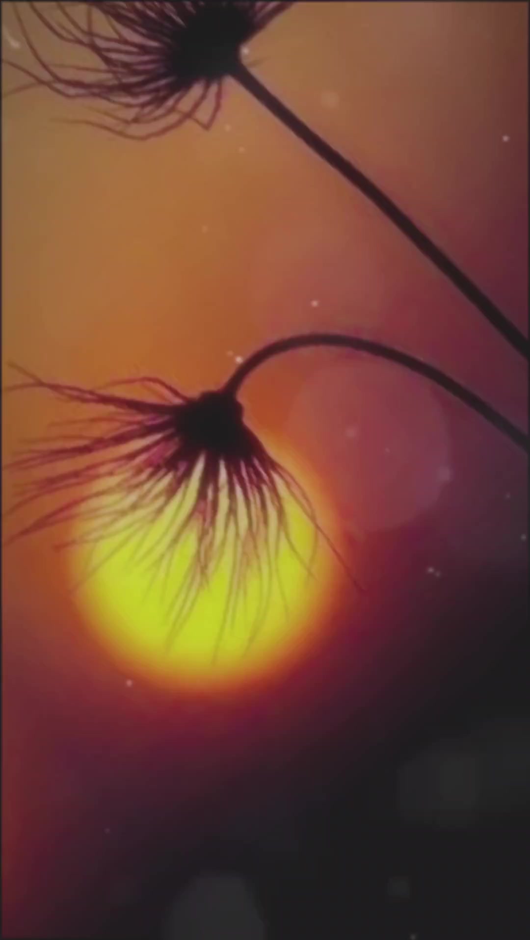 @⚜️Shi_zu_ki⚜️