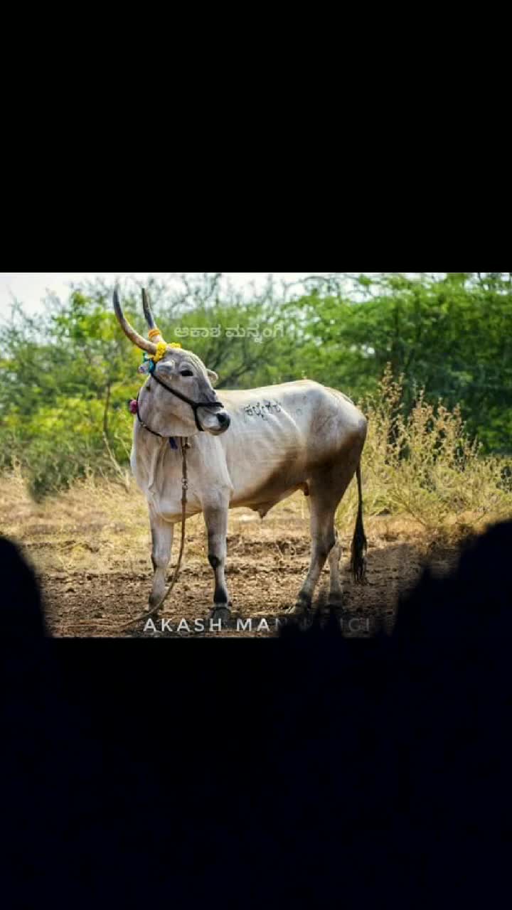@sachin bull