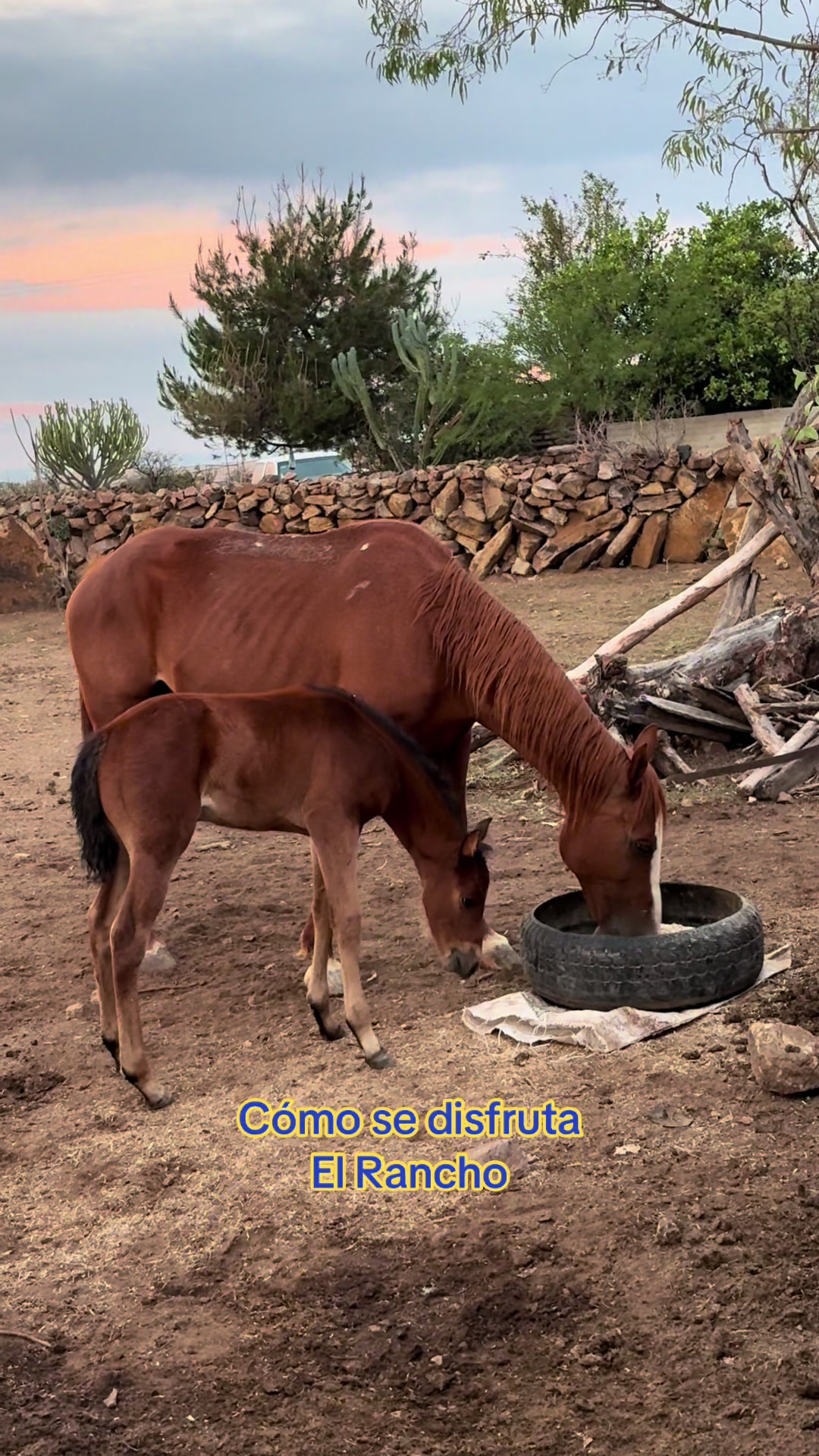 @El zurdo🌵🐴