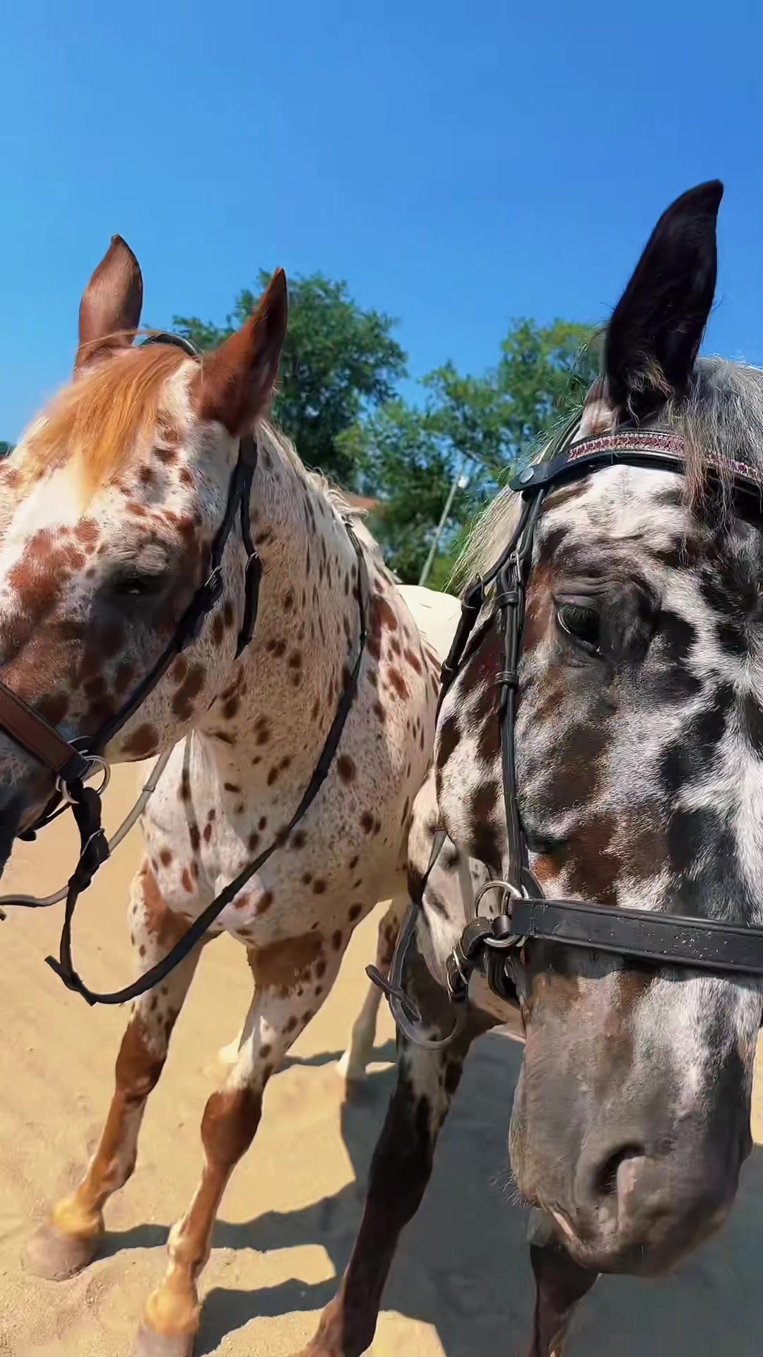 @Free Spirit Equestrian