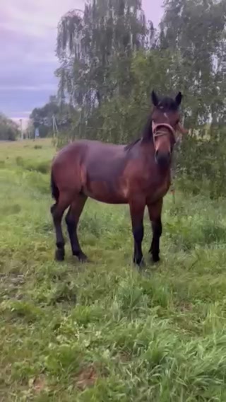 @🐴Horses🐴