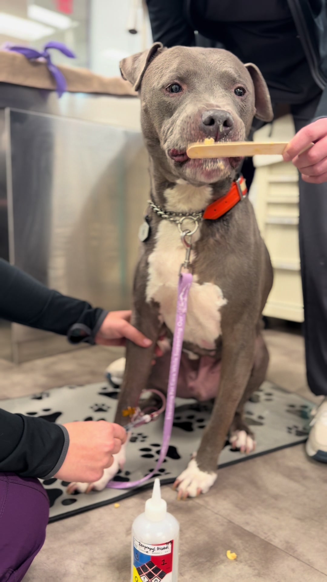 @Summit Veterinary Care