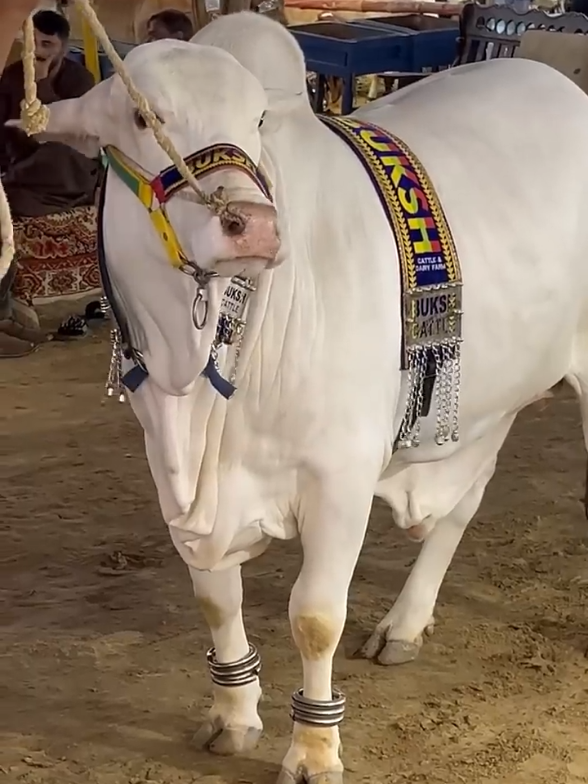 @Karachi Bull lovers