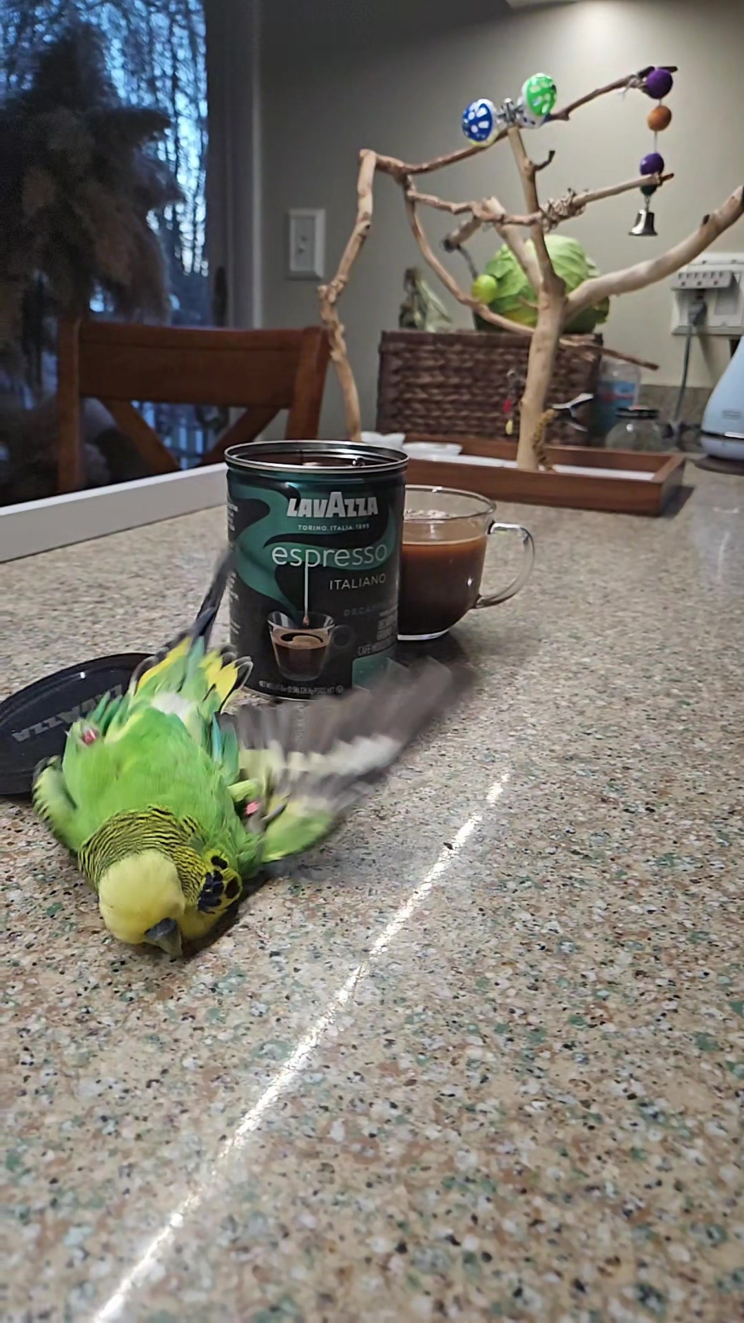 @Run Slow-Mo Charlie🦜