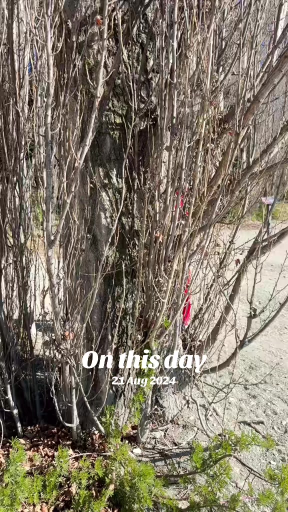 @Swazshine95