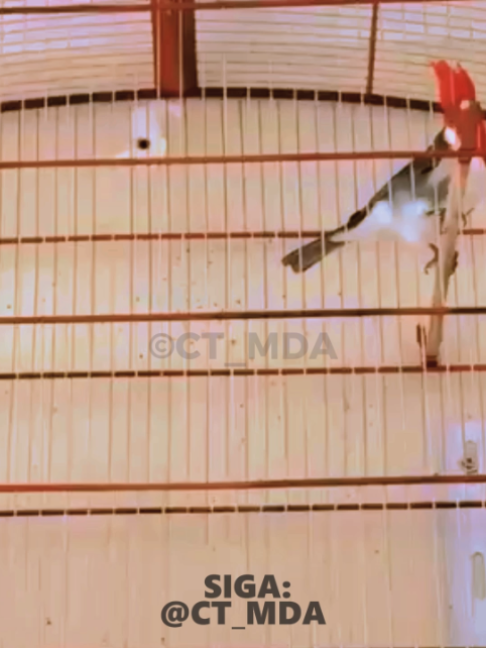 @@ct_mda
