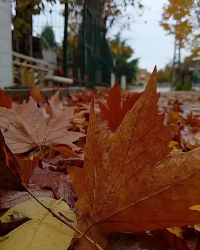 @𝑳𝒂𝒕𝒊𝒇 𝒌𝒊𝒓𝒂𝒛