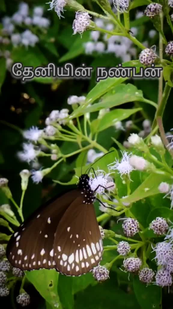 @தேனியின் நண்பன்