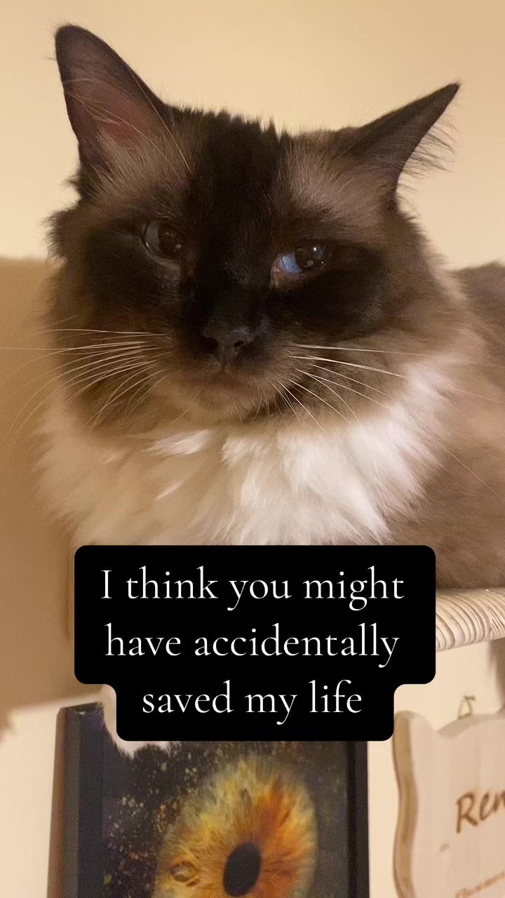 @Ren the Ragdoll Cat