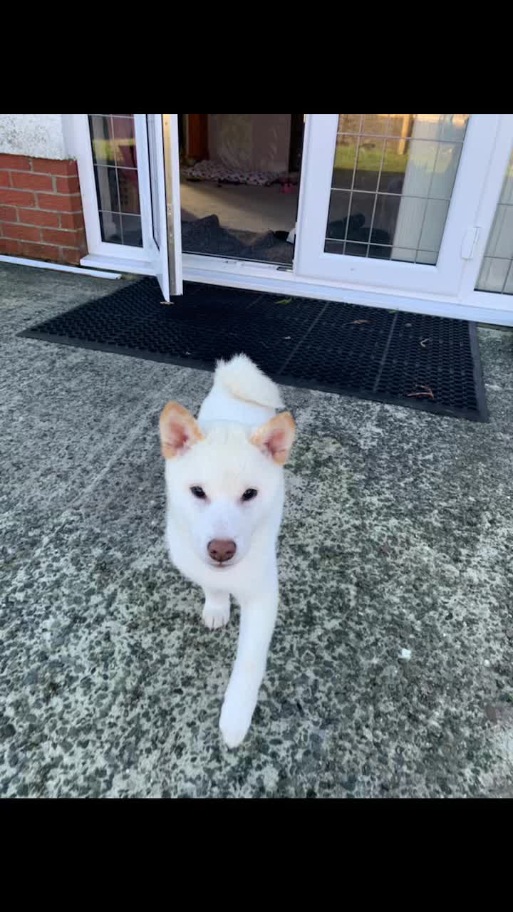 @Life with Shibas
