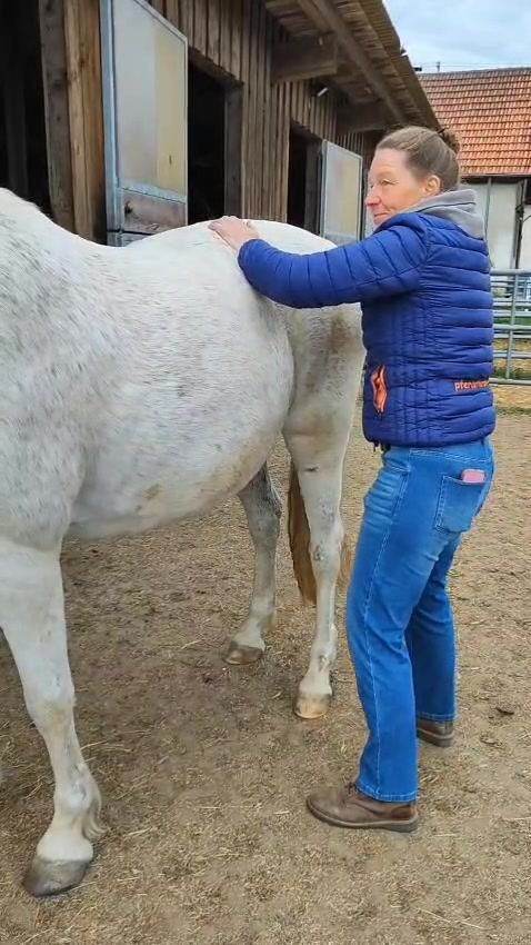 @equine_body_in_balance