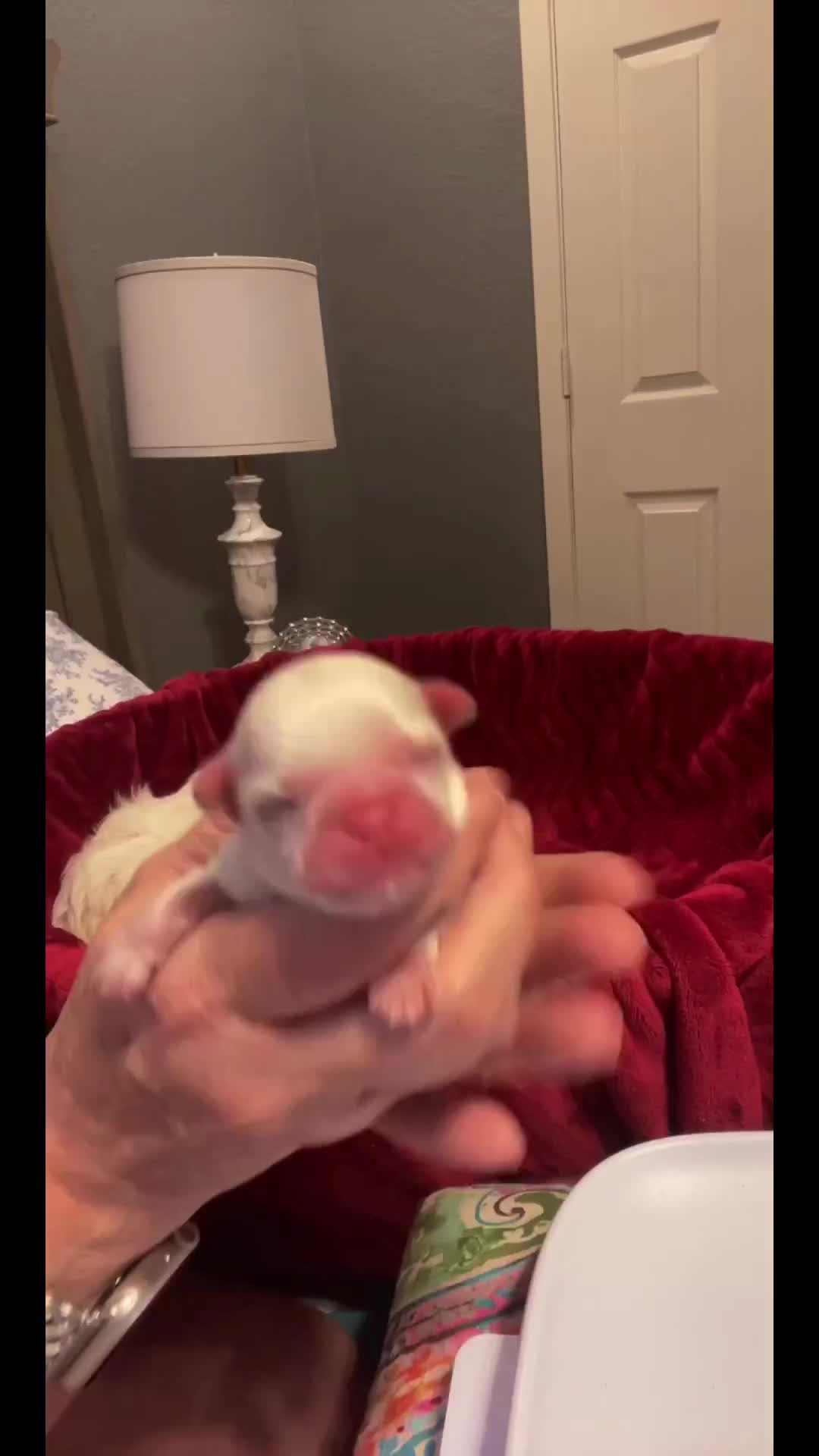 @Twilight Shih Tzu