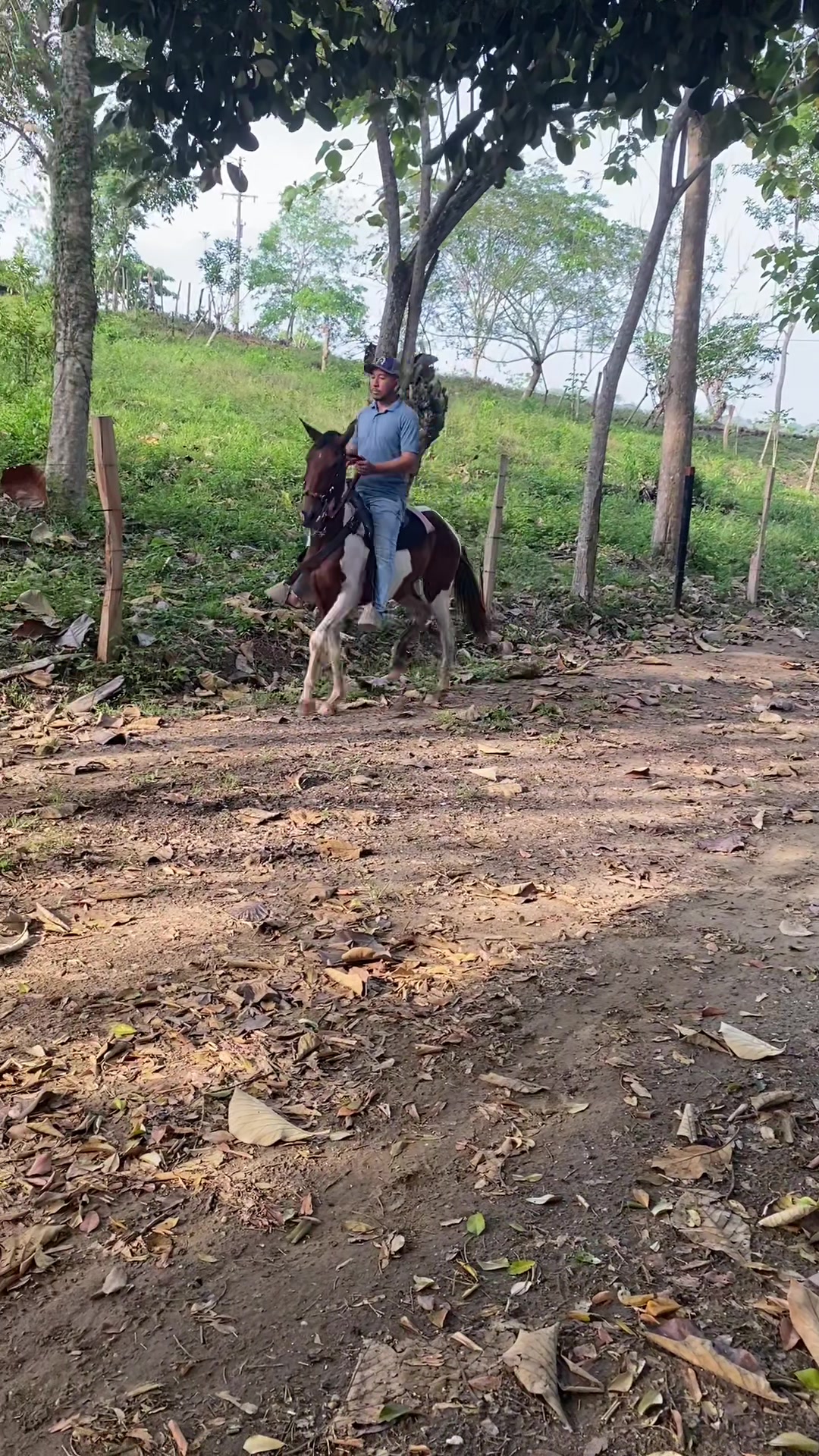 @jjulianbello