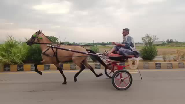 @🐴 گھوڑا شوق 🐴