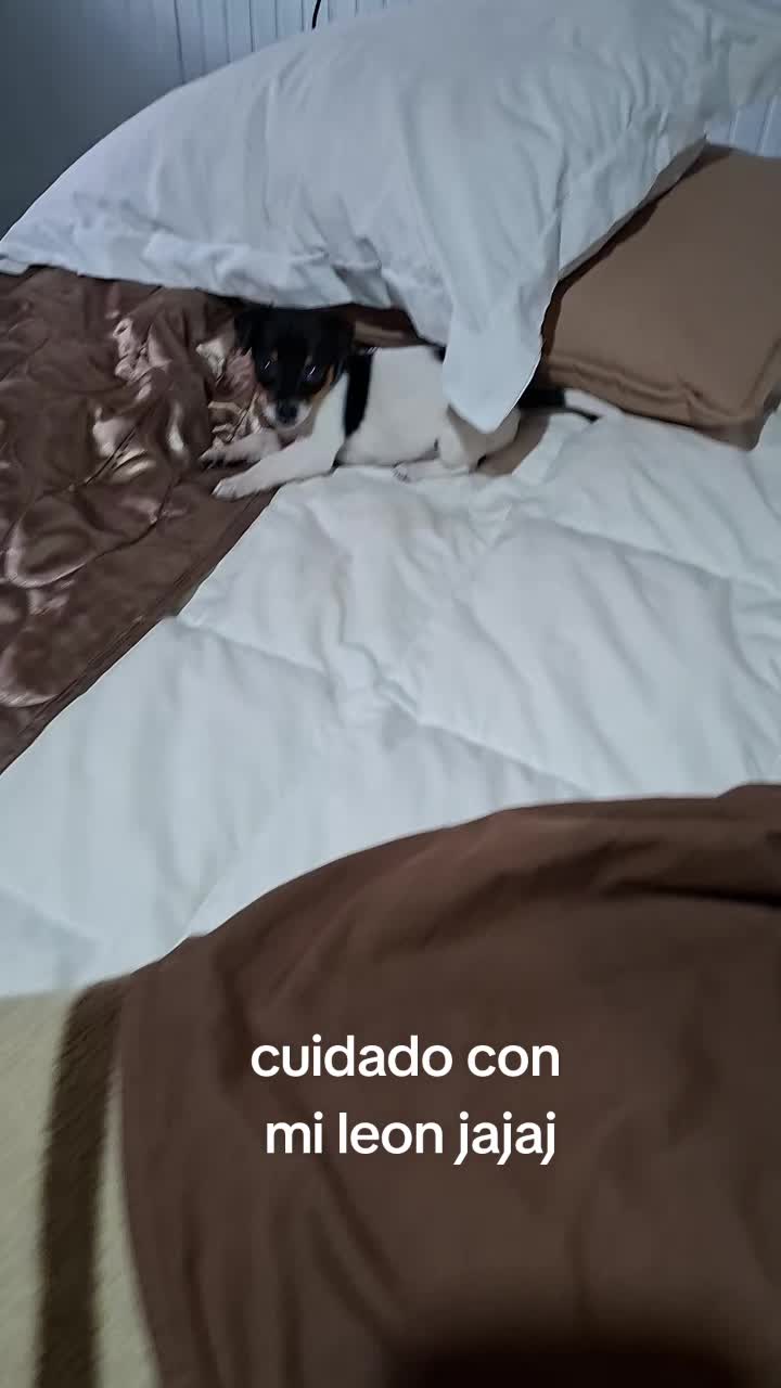 @ceci_2020