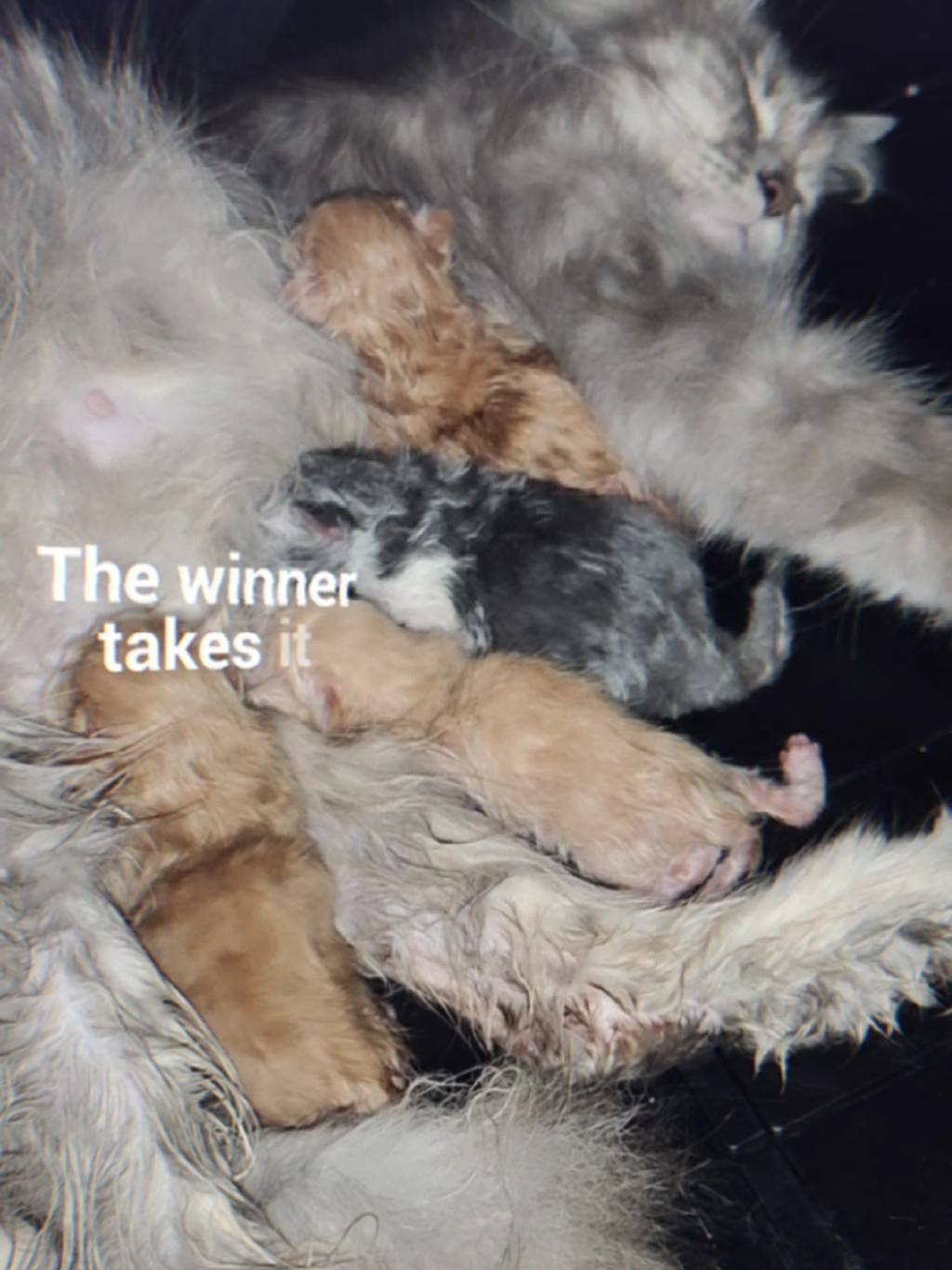@𝐬𝐚𝐥𝐬𝐚⨾༊