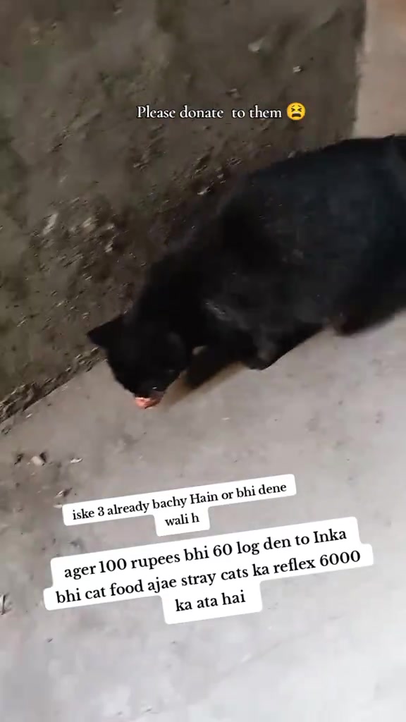 @mirha.donate.for.cat