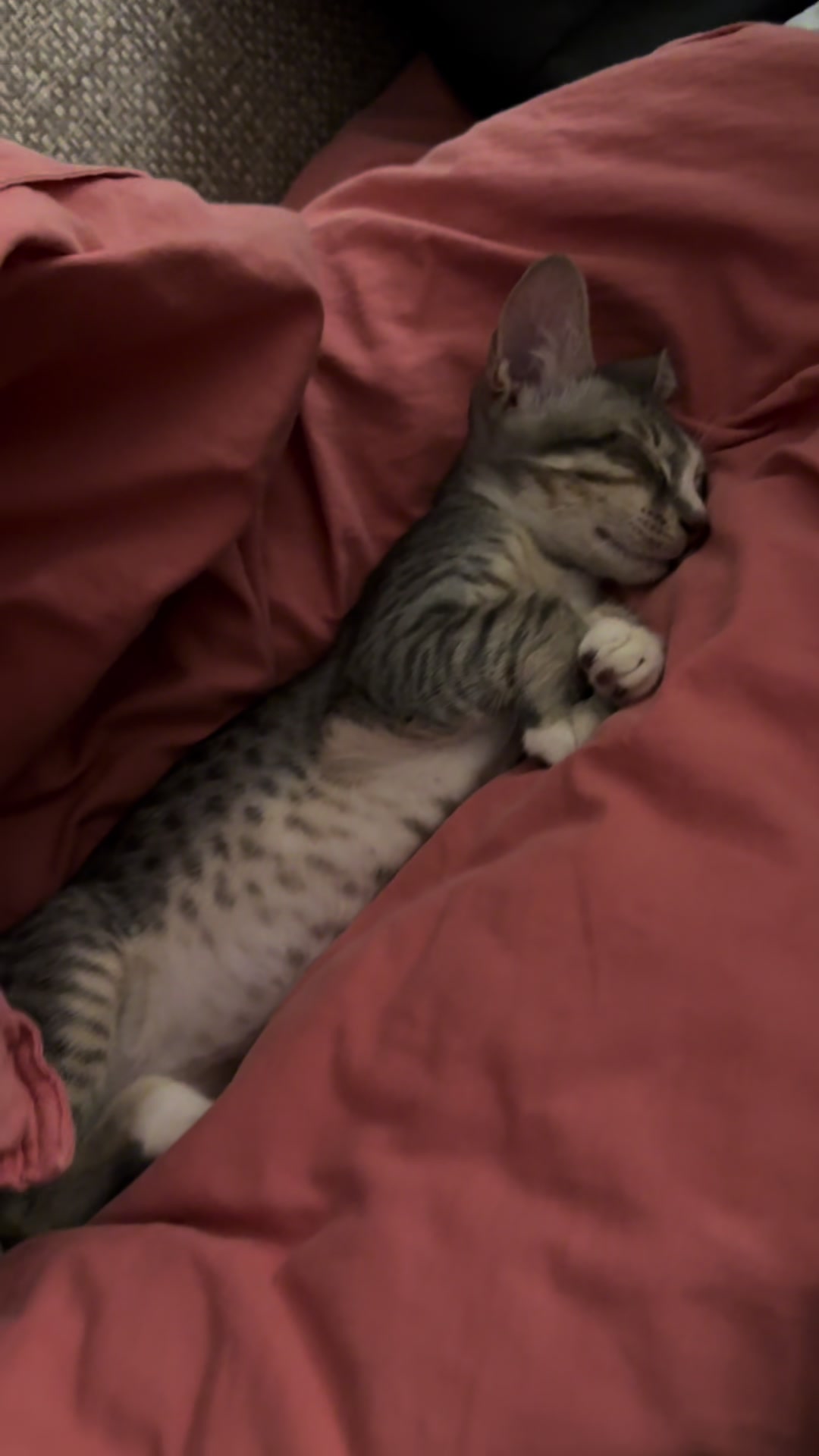 @Lots of cats
