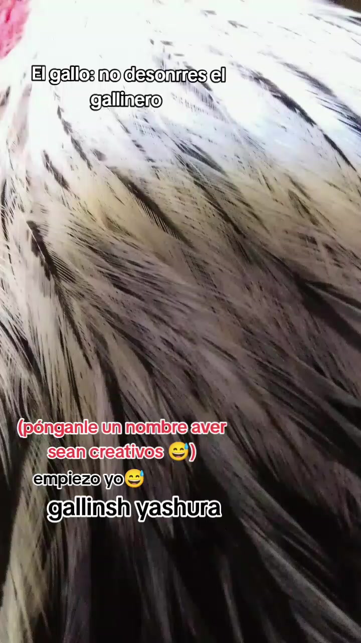 @chica gueguense505