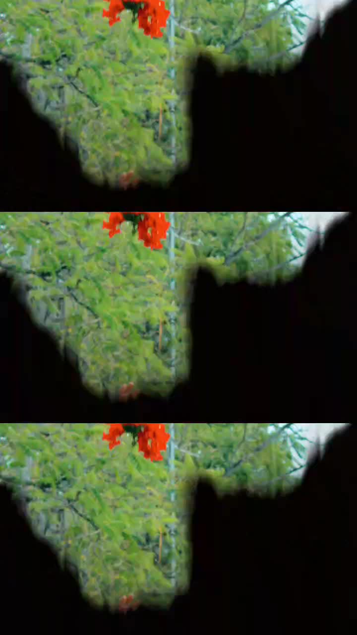 @max 6419