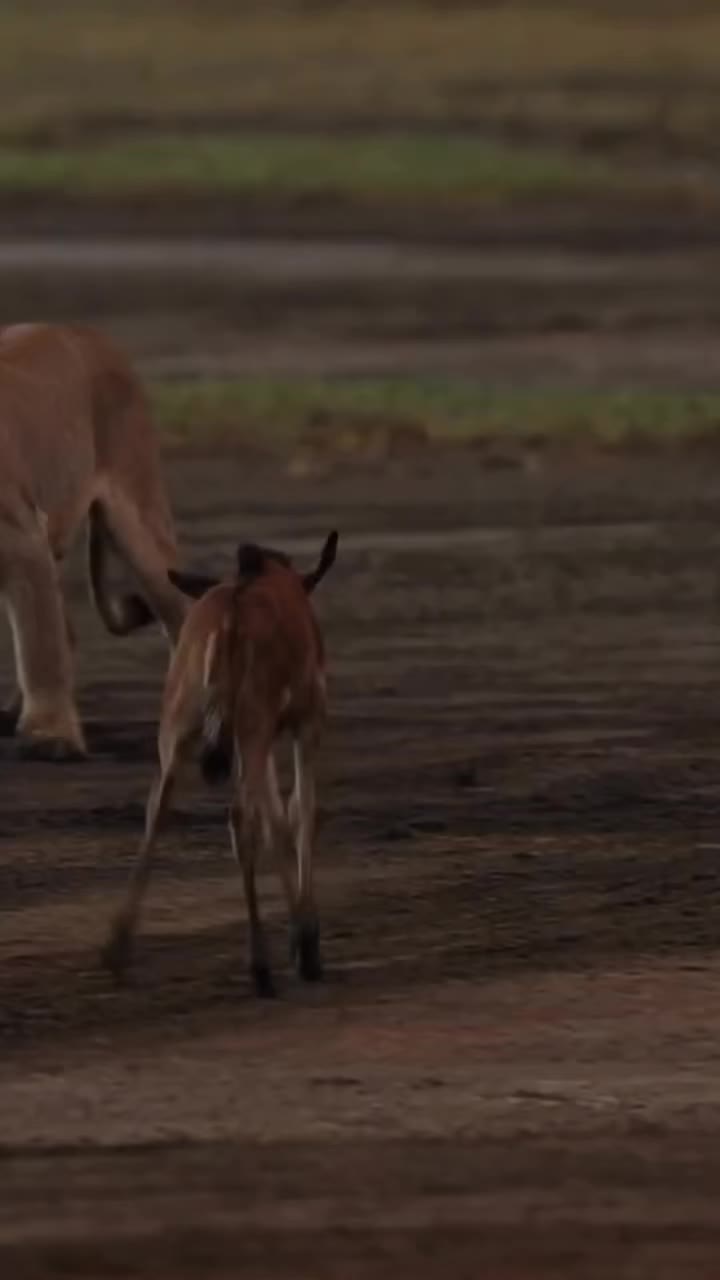 @Solvo Tours and Safaris