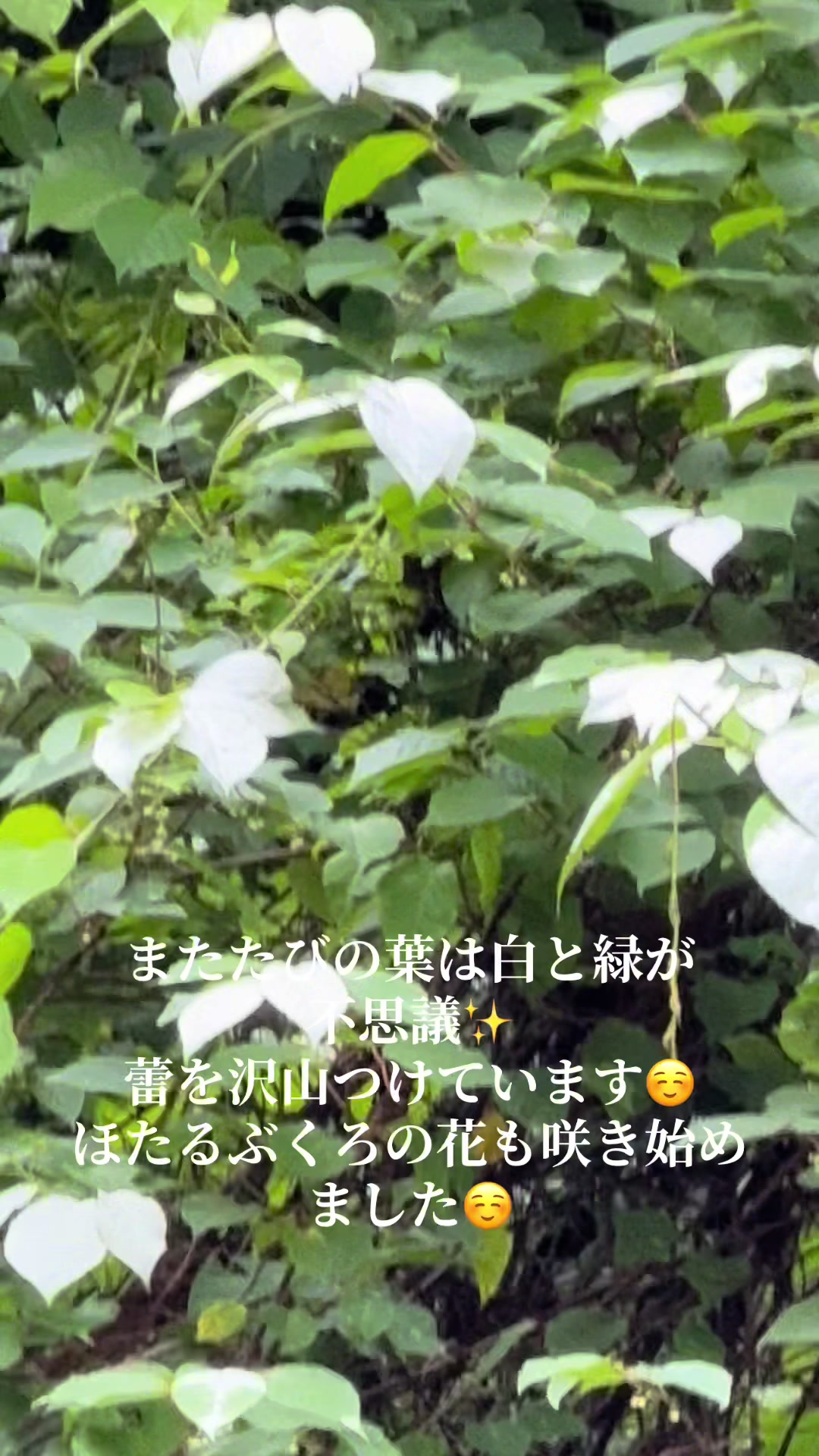 @なるみ（narumi）