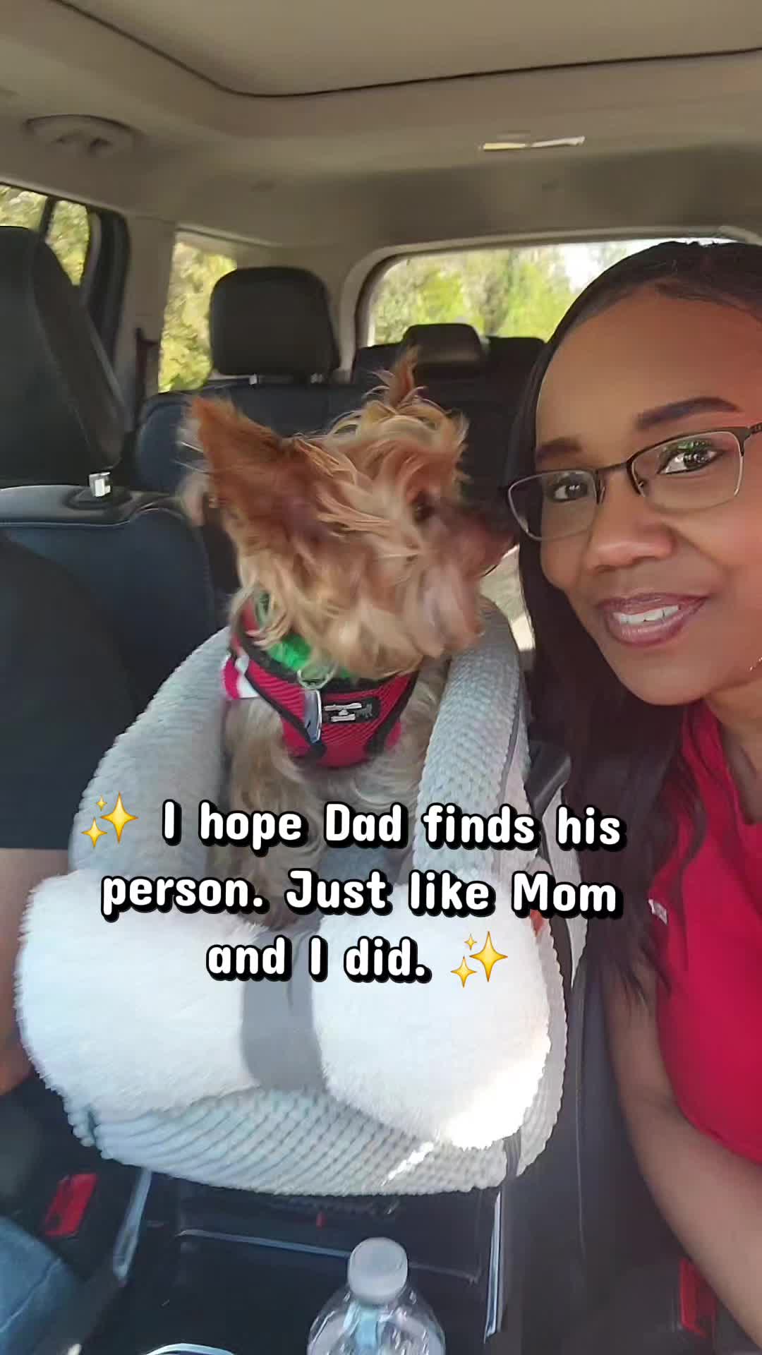 @Chase the Yorkie