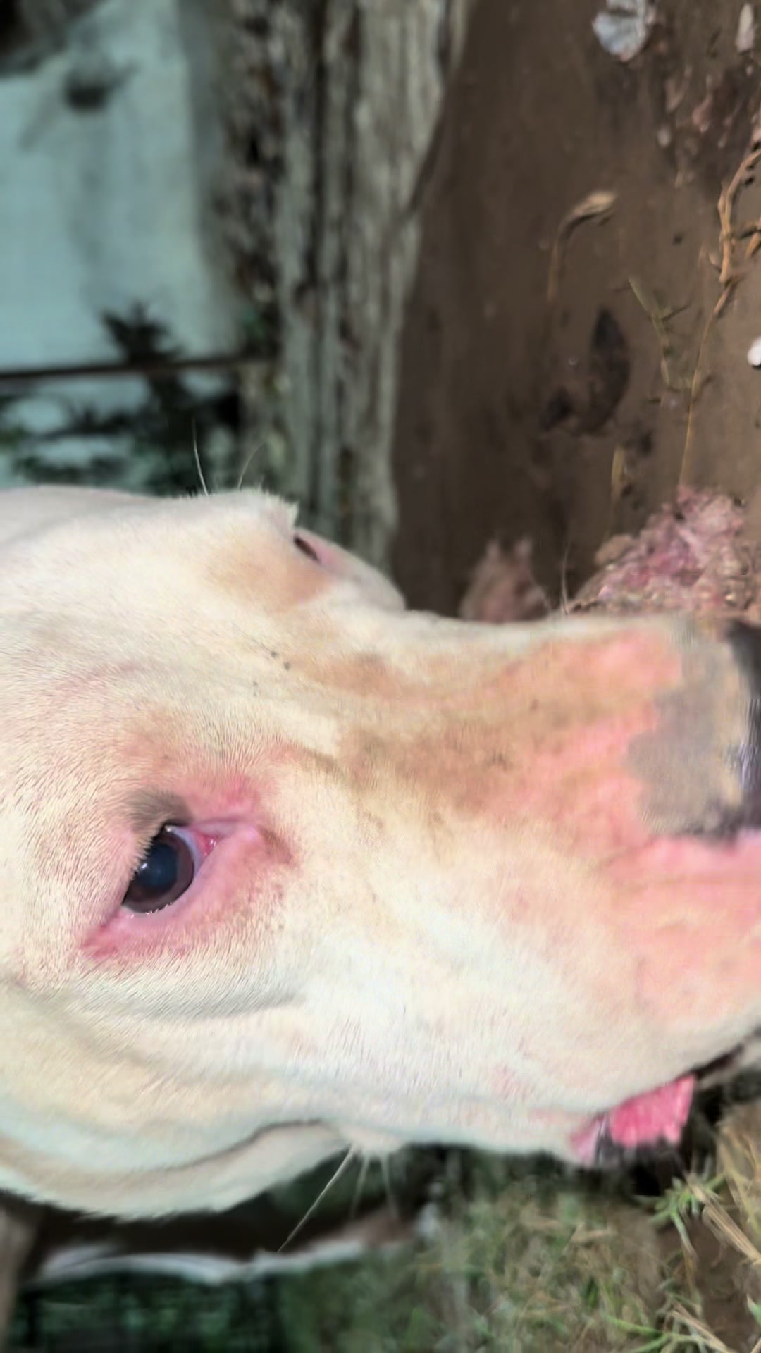 @LIGER the DOGO ARGENTINO