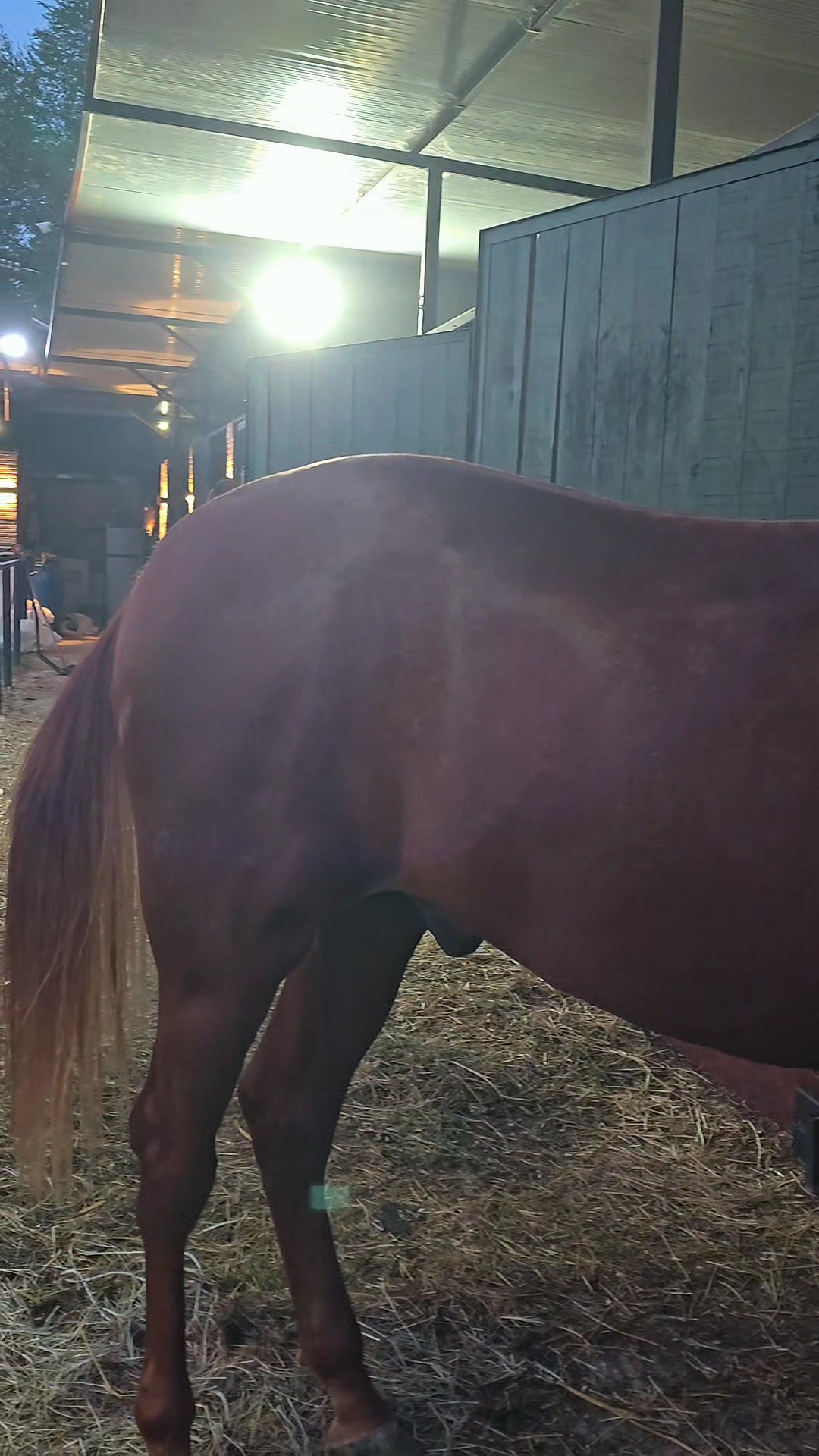 @Horse Training Center Albania