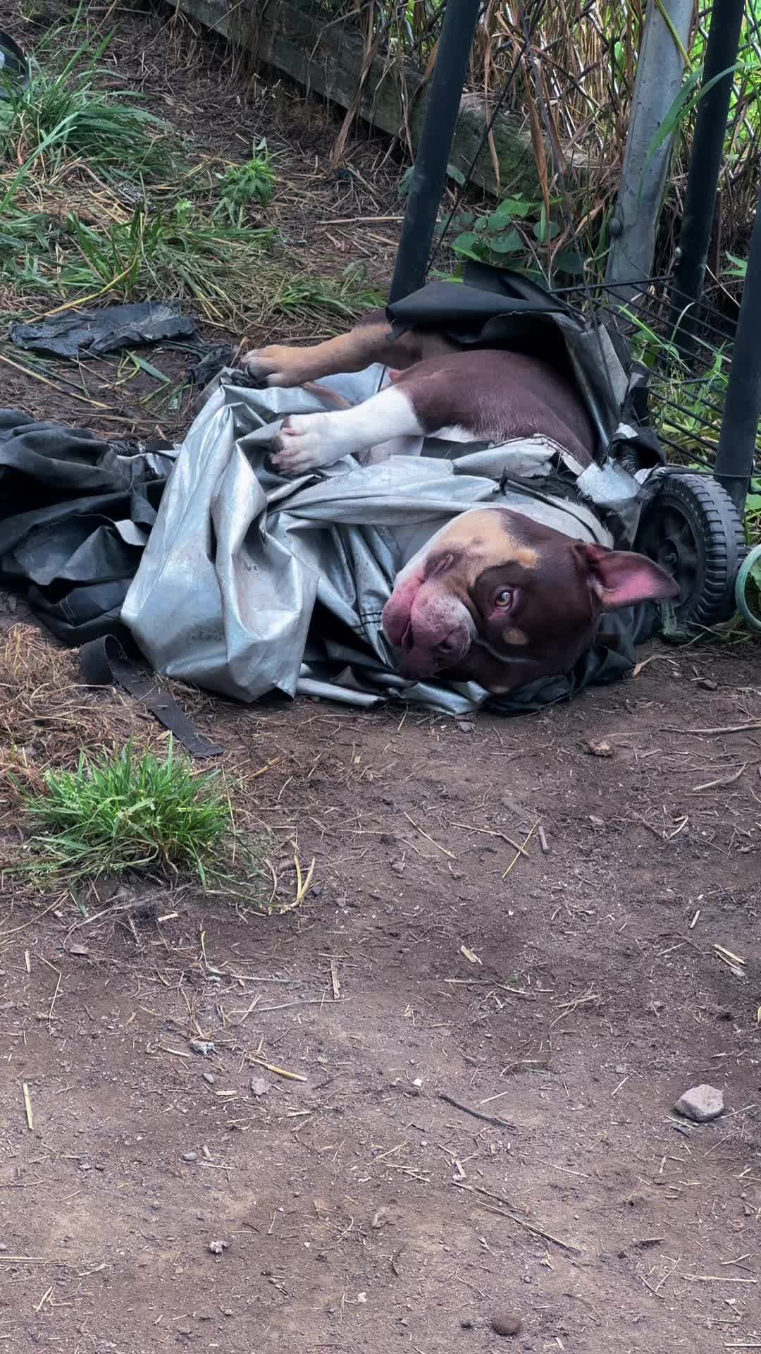 @NoCapBullys
