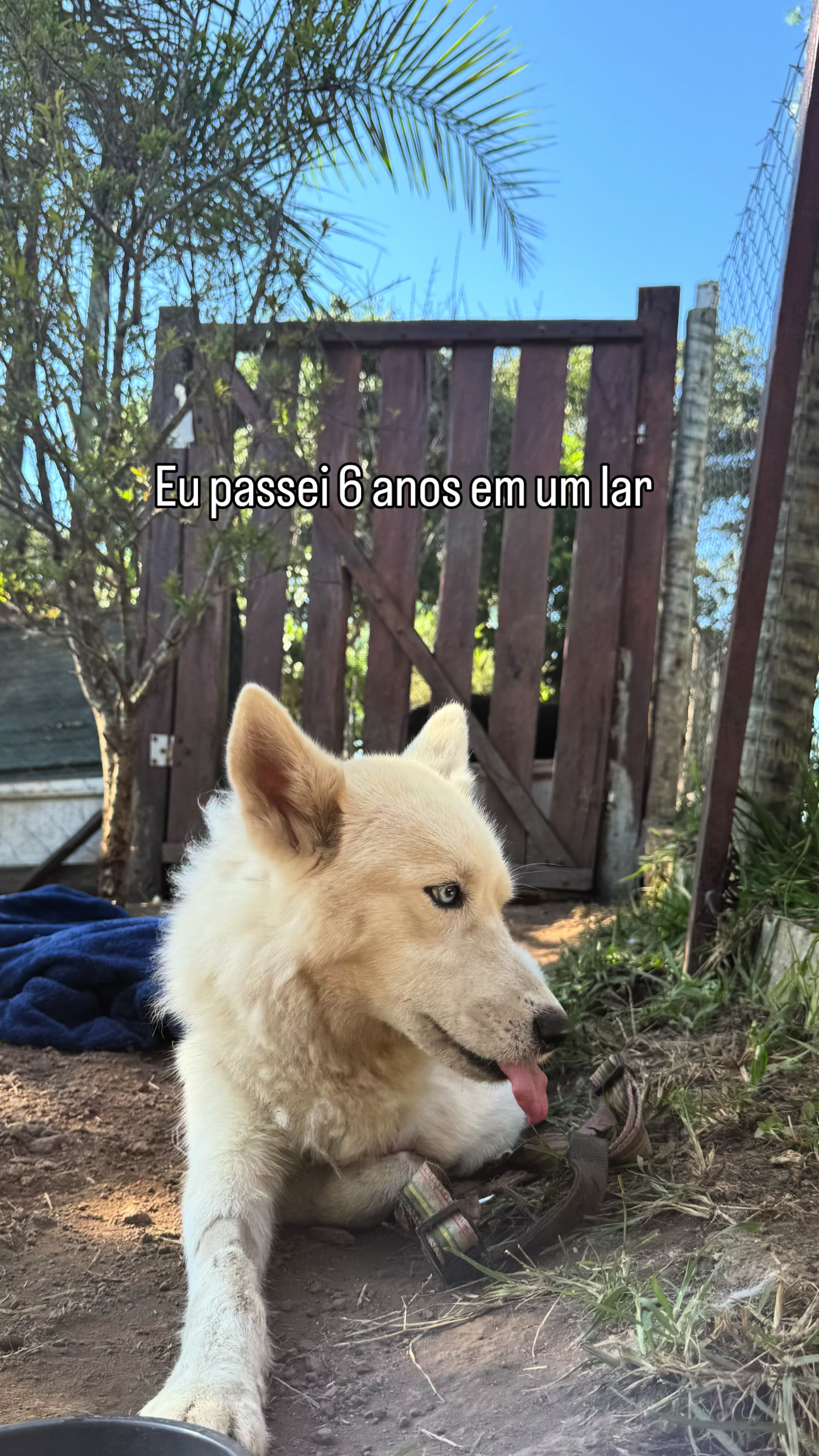 @Alma de Patas