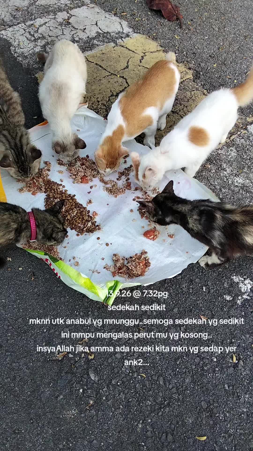 @MaderCats