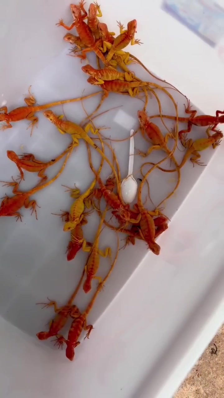 @網上看魚