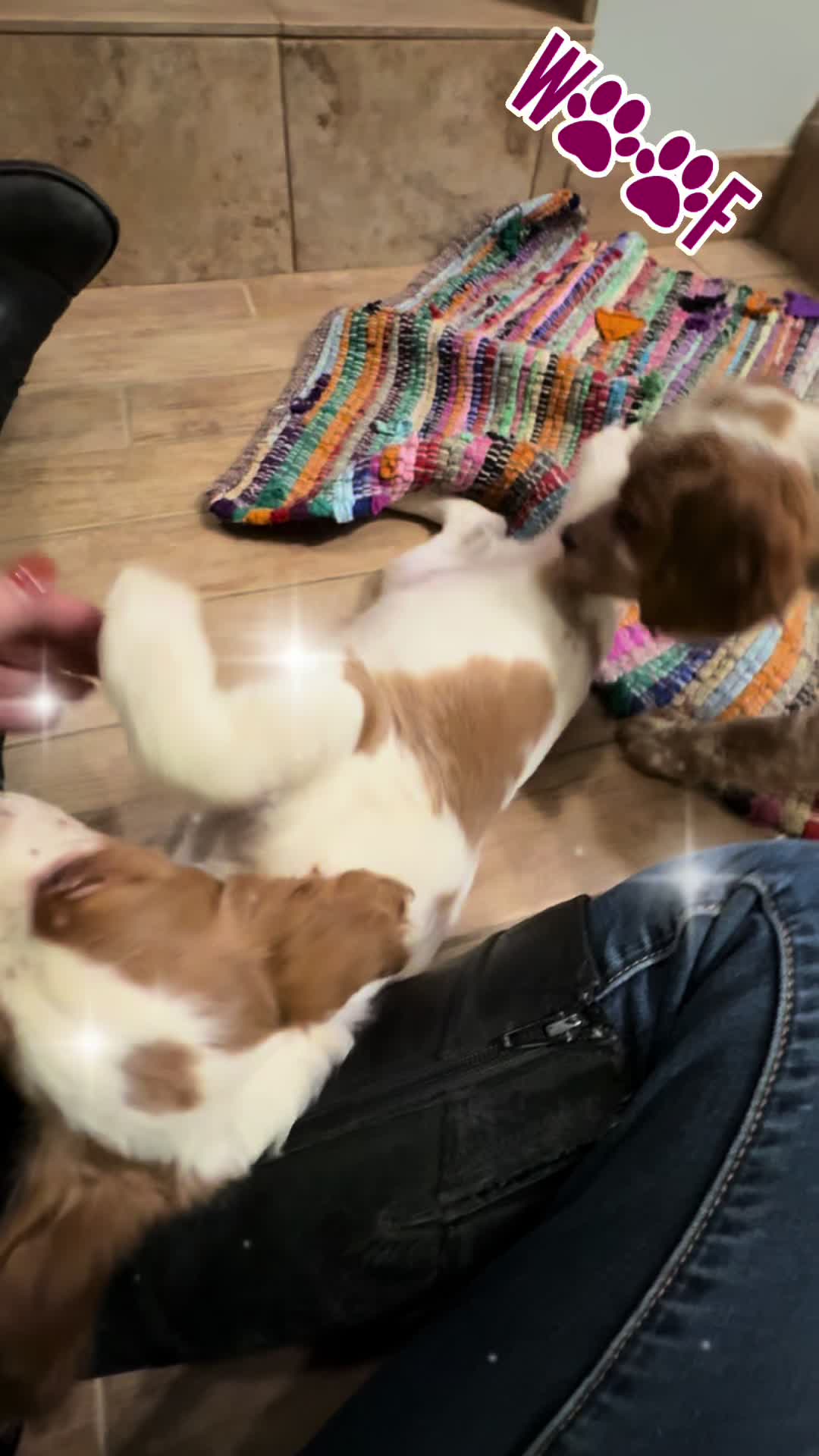 @Lizas Speckled Puppies