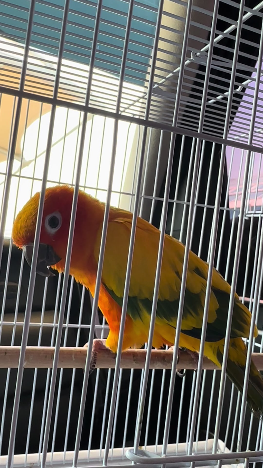 @🦜SOROR🦜
