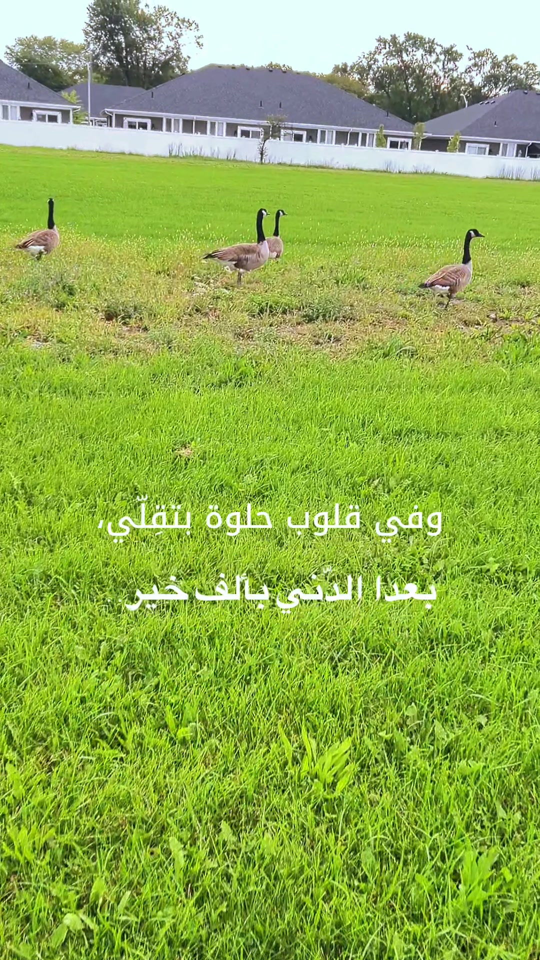 @Vilda makhoul