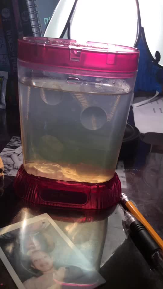 @sea monkeys