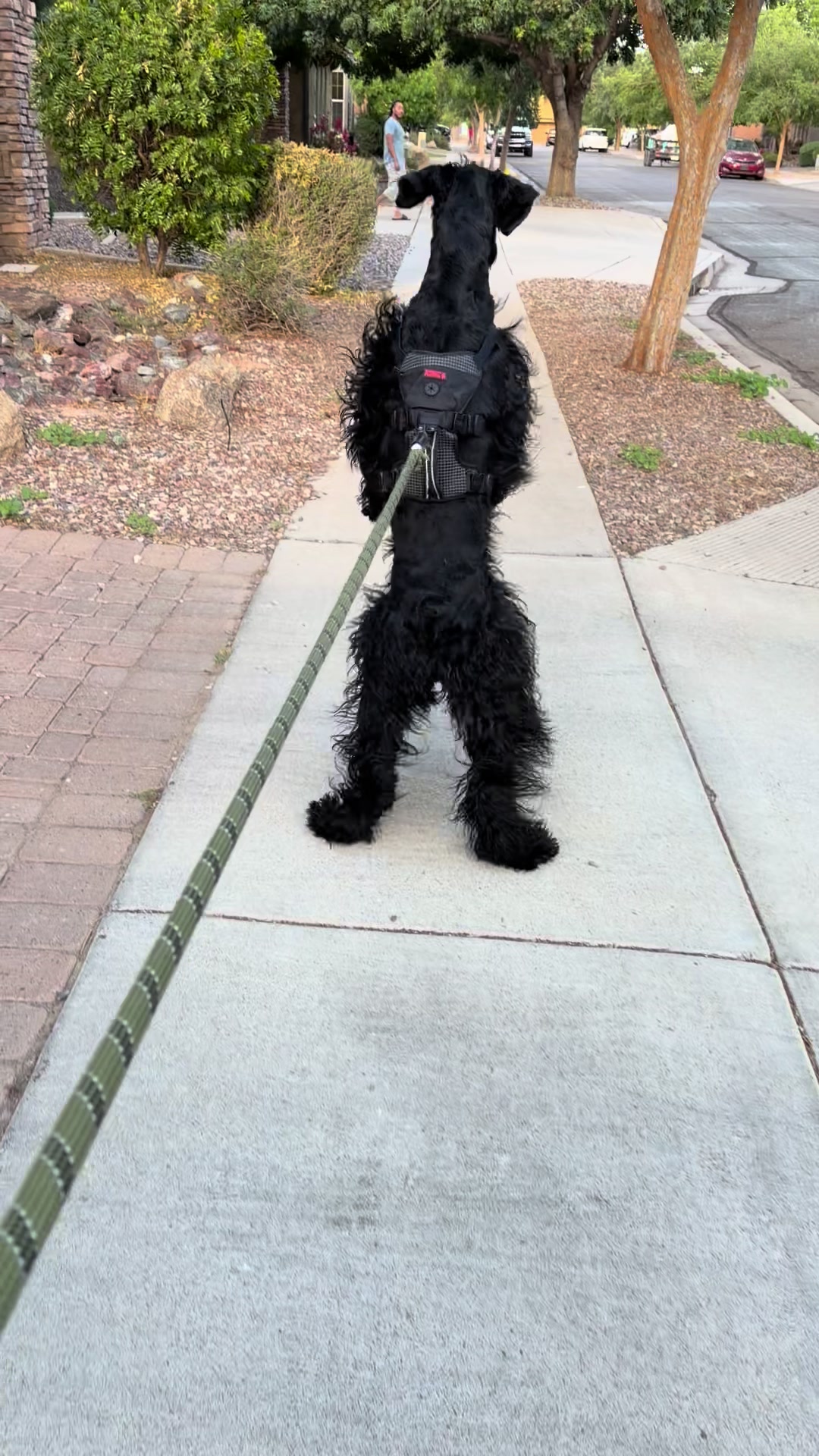 @Fiona Walks