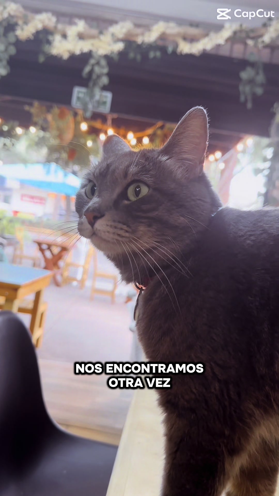 @CafesTematicosCDMX