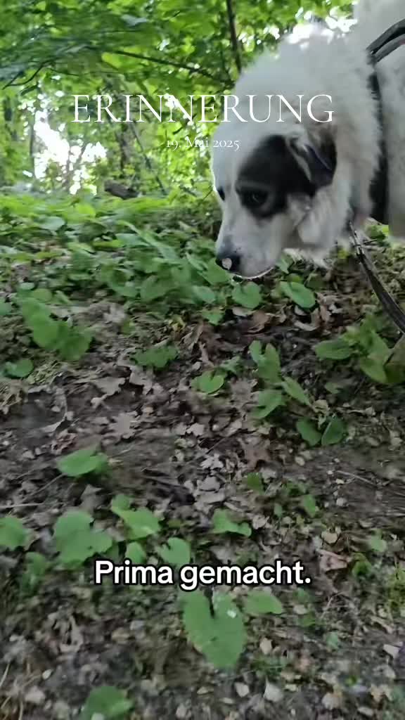 @Cooper😍and😍 I 🐕🏃♂️🫶🏻