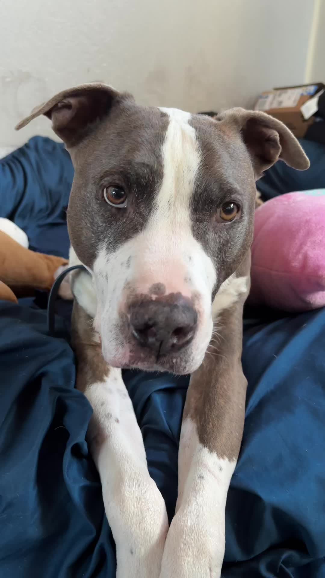 @caponethepitty