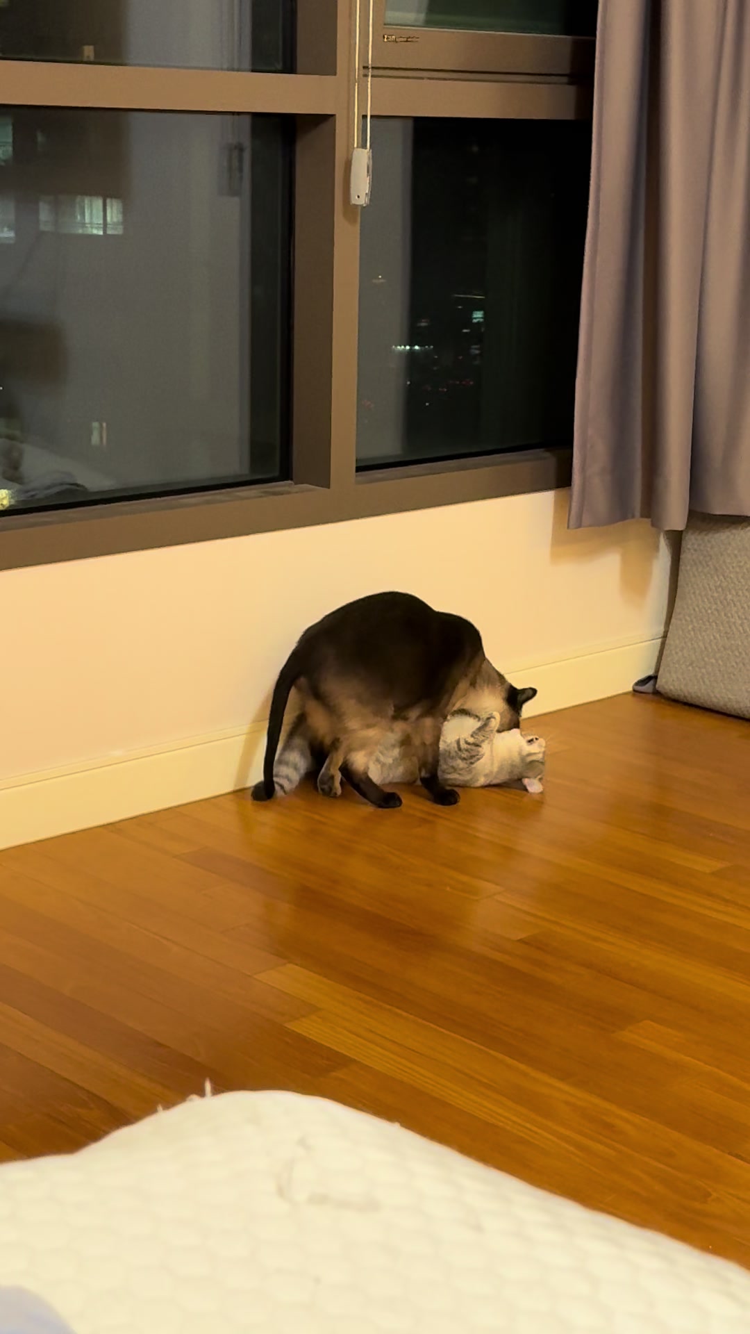 @금보르기니 꼬루스