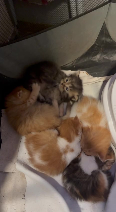 @TheCatFather
