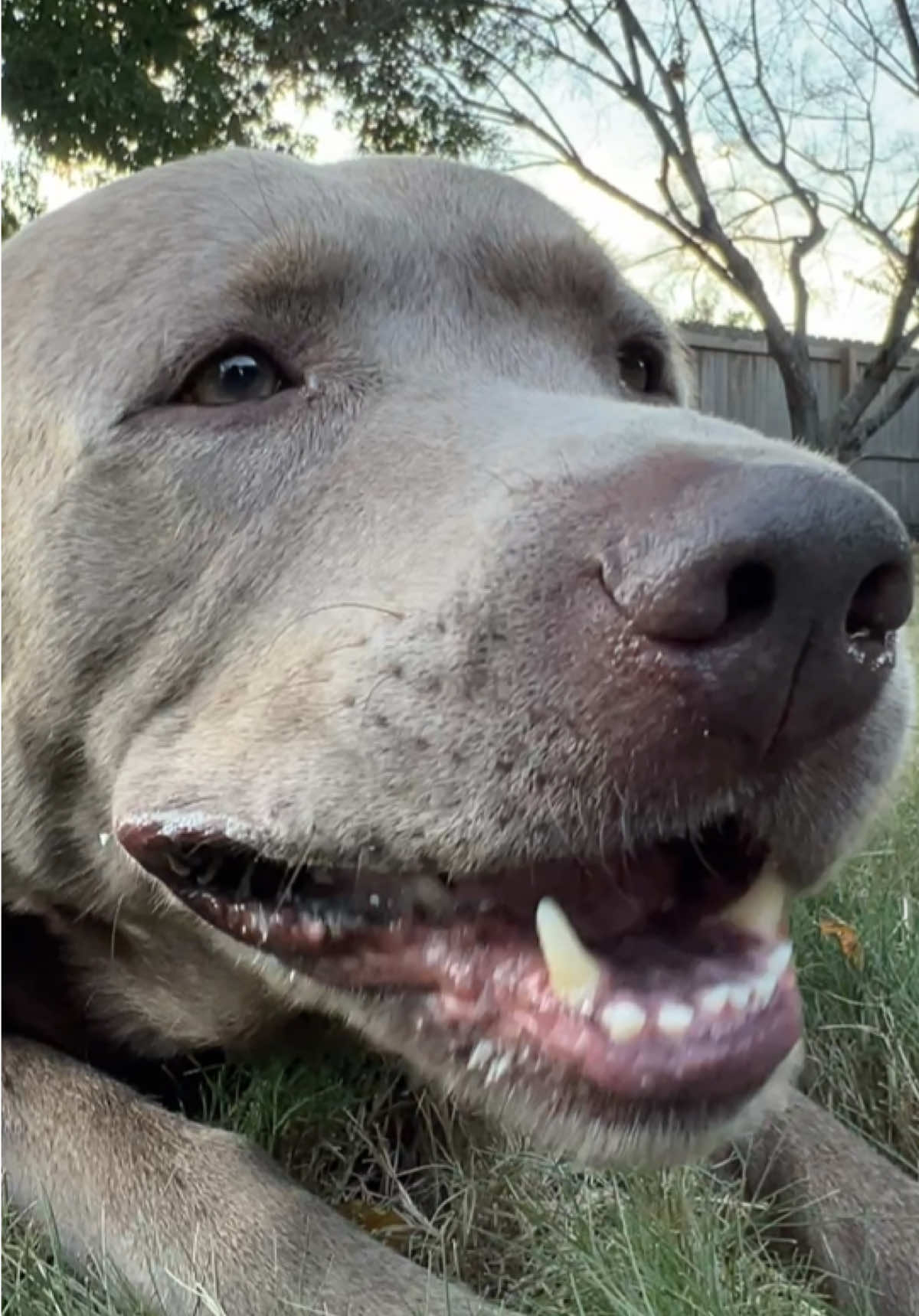 @Hank the Tank | Silver Lab 🩶