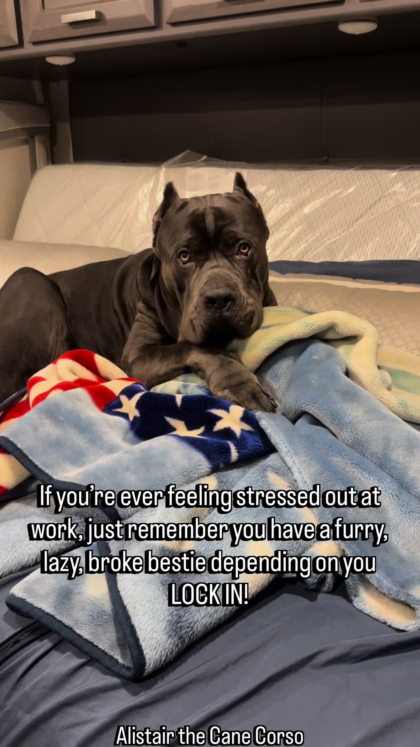 @Alistair the Cane Corso